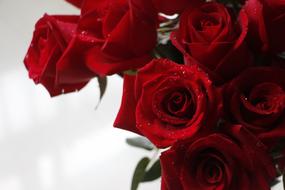 Rose Red Valentine