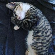 photo of Kitten Sleeping Cat