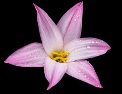 wet purple Lily Flower Blossom