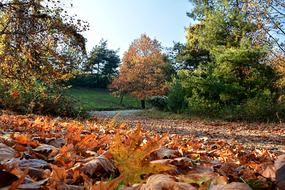 Autumnal Nature forest