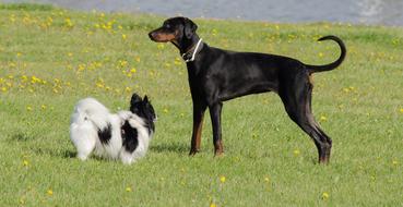 Dogs Pet Animal