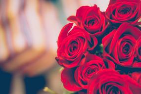 bouquet of red roses in blurred background close-up