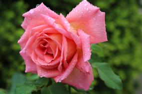 Rose or Pink Beauty