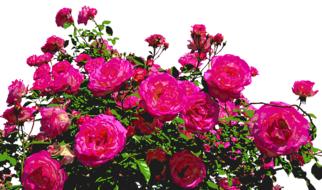 bush of dark pink roses on a white background