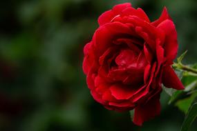 blooming red rose, close-up