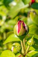 Rose Red garden Flower