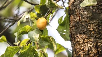 Plum Fruit Tree