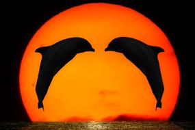 Silhouettes of the dolphins, at beautiful, orange Sun at the sunset, above the sea, at dark background, clipart