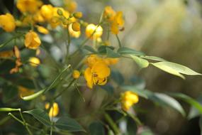 closeup view of yellow flowers at sunlight