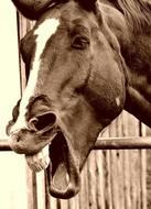 horse eyes with open mouth