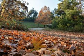 Autumn Season Nature