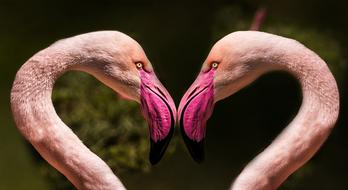 Cute colorful and beautiful birds in the heart shape, near the colorful plants