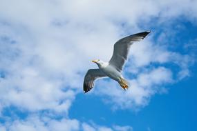 loose seagull on a background of white clouds