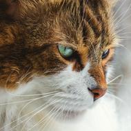 fluffy brown and white cat looking