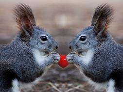 a pair of squirrels on a blurred background