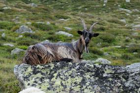 Cute, colorful and beautiful goat on the stone, near the green grass with stones, on the mountain