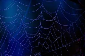 spider web on dark blue background