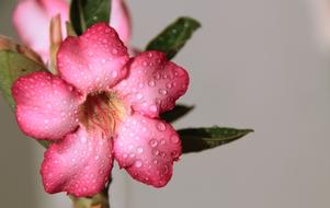wet pink flower close up in blurred background