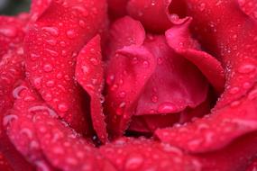 Red Rose Blossom petals