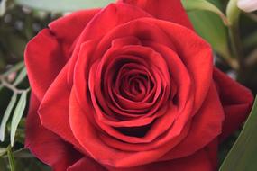 red Rose Plant Flower