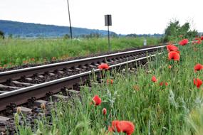 Red Poppy flowers Near Railway