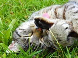 tabby cat on green grass