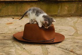 Close-up of the cute, colorful and beautiful kitten on the brown hat, on the ground
