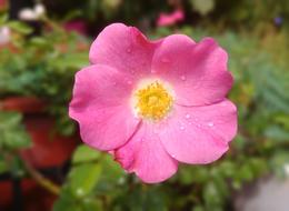 Sow A Carpet Vine