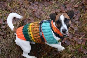 Cute, colorful and beautiful dog in the colorful clothing, on the colorful grass with leaves