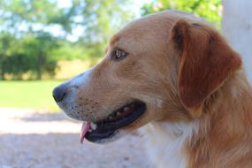 brown dog in profile on a blurred background