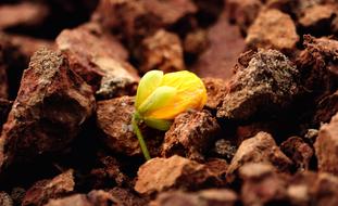 Little Flower In Rocks Photo
