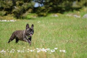 French Bulldog in the meadow in spring