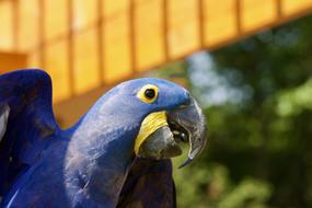 Profile portrait of the cute and beautiful, black and yellow parrot in sunlight, near the plants