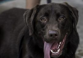 Happy Chocolate L Labrador