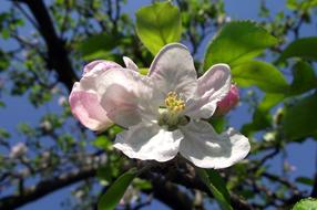 white-pink flower on a tree on a sunny day