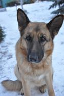 Dog Training on Snow