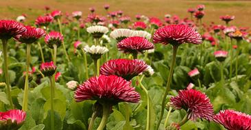 Close-up of the beautiful and colorful, blossoming flowers with green leaves, in Chandigarh, India