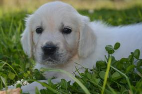 Dog Young Domestic Animal on grass