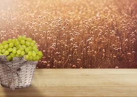 Grapes in basket at blooming meadow background