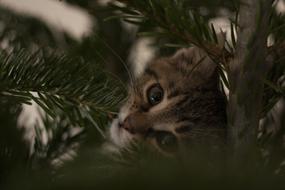 Cat Xmas Christmas Tree