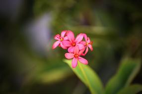 bright pink petals on the stem