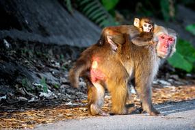 Monkey Parental Animal