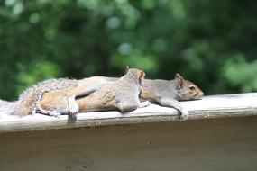 Colorful, cute and beautiful squirrels on the building in sunlight, near the green plants