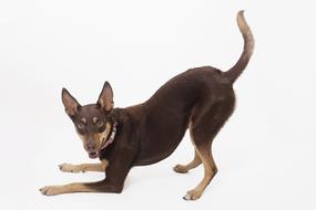 Cute, colorful and beautiful Australian Kelpie dog, on the white surface