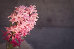 pink hyacinth on concrete wall background