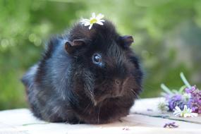 black guinea pig near flowers on a blurred background