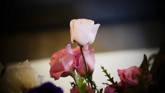 Eustoma, lisianthus, beautiful flowers at blur background