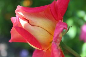 Close-up of the beautiful and colorful rose flower, among the other colorful plants with flowers, in sunlight
