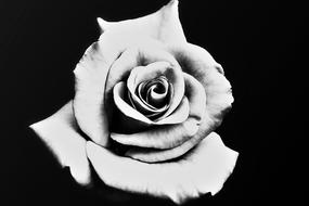 vintage black and white photo of a rose