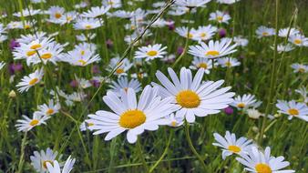 Daisies Margerite Meadow